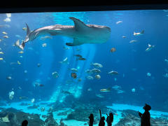 Atlanta Aquarium